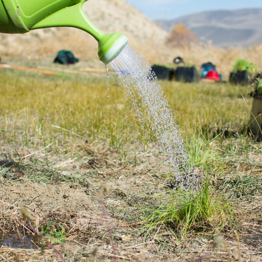Volunteer Day: Backcountry Watering - logo